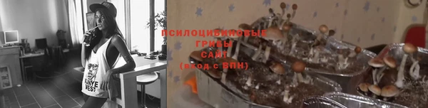 прущие грибы Вязники